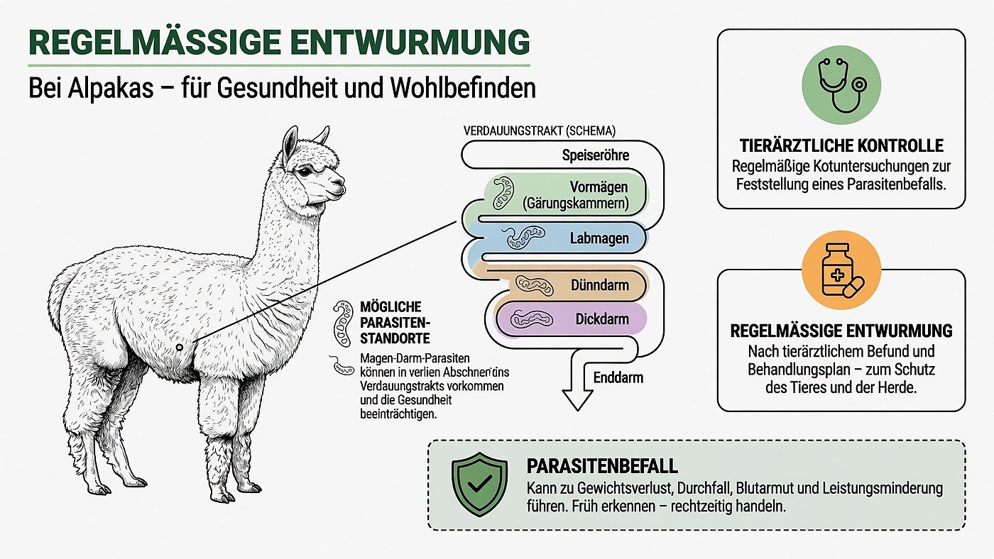 Infografik zur regelmäßigen Entwurmung bei Alpakas: Schema des Verdauungstrakts mit möglichen Parasitenstandorten, Hinweise zu tierärztlicher Kontrolle per Kotuntersuchung, regelmäßiger Entwurmung nach Befund sowie Symptomen eines Parasitenbefalls wie Gewichtsverlust, Durchfall und Blutarmut
