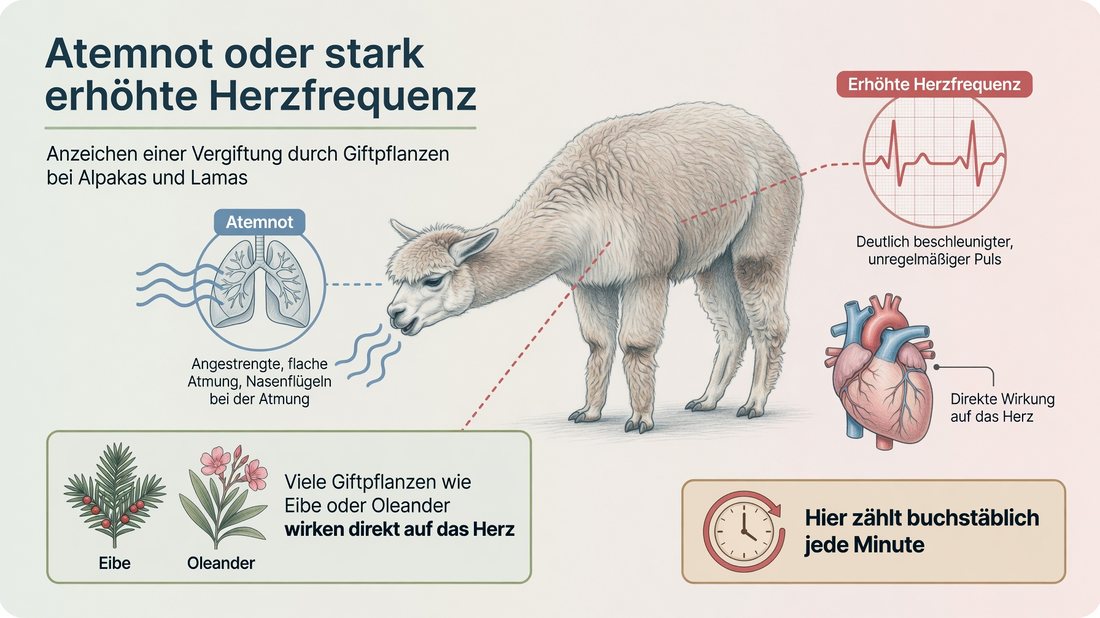 Infografik: Atemnot oder stark erhöhte Herzfrequenz als Anzeichen einer Vergiftung durch Giftpflanzen bei Alpakas und Lamas