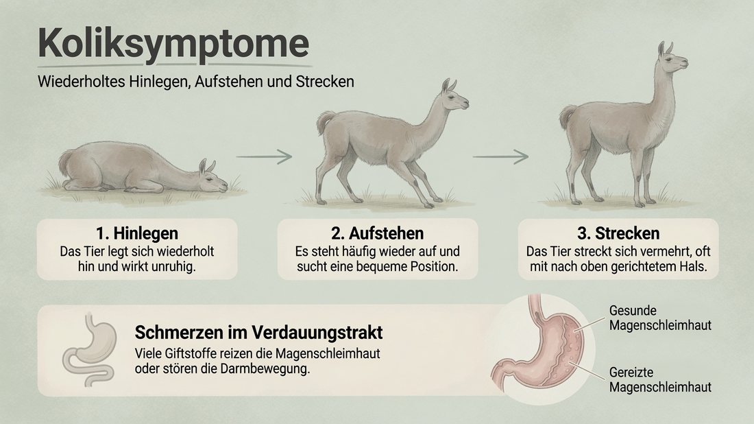 Infografik: Koliksymptome — wiederholtes Hinlegen, Aufstehen und Strecken als Anzeichen für Schmerzen im Verdauungstrakt bei Alpakas und Lamas