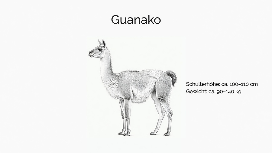 Zeichnung eines Guanakos im Profil mit Angaben: Schulterhöhe ca. 100–110 cm, Gewicht ca. 90–140 kg